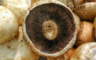 Close up of a pile of mushroom caps. 